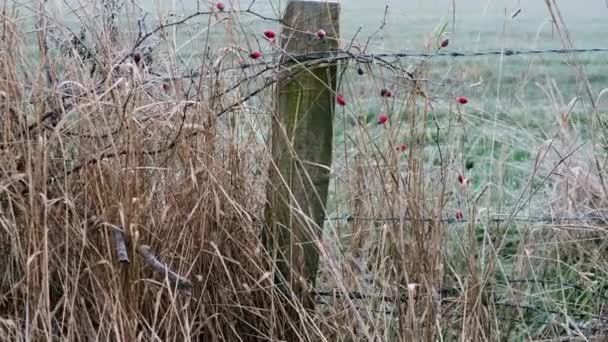 Roter Weißdorn Beerenstrauch Wächst Stacheldrahtzaun Frostigen Wintertagen Mittlerer Zoom Selektiver — Stockvideo