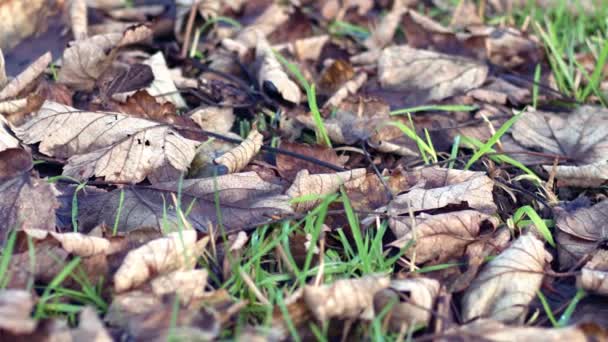 Dried Dead Leaves Ground Winter Dolly Slider Shot Selective Focus — Vídeo de Stock