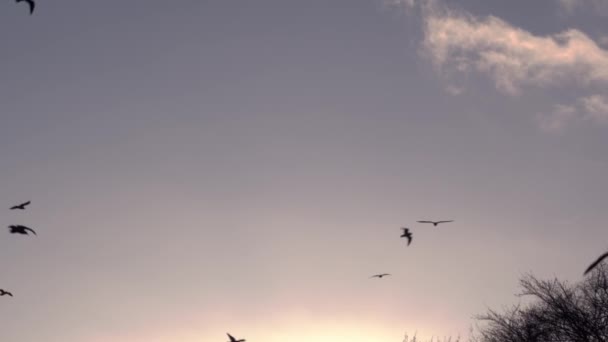 Gulls Fly Skies Sunset Wide Slow Motion Zoom Shot Selective — Vídeo de stock