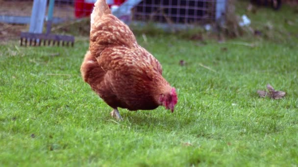 Free Range Hen Farmyard Pecking Food Slow Motion Shot Selective — Stok Video