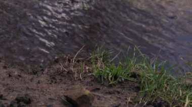 Natural stream of shallow water and mud shot medium dolly 4k selective focus