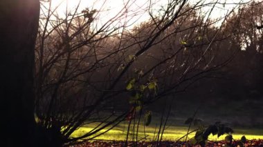 Parkland tree in Winter with lawn backgroundwide 4k dolly shot selective focus