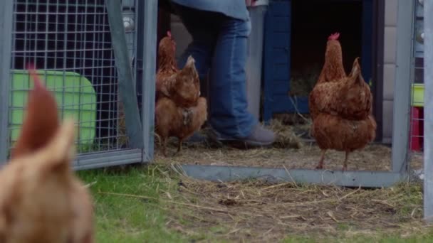 Woman Tending Hens Coup Medium Zoom Slow Motion Shot Selective — Vídeo de Stock