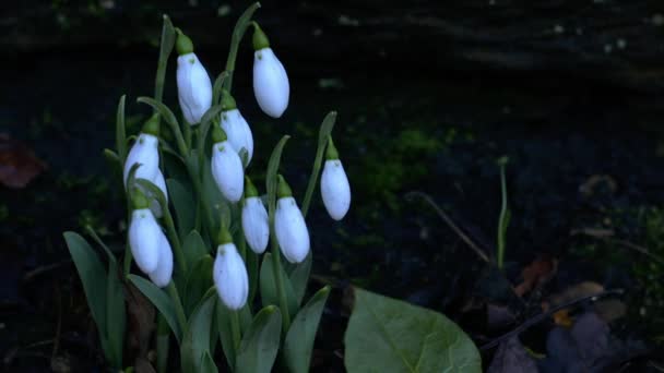 Snowdrop Flowers Blossoming Winter Close Zoom Shot Selective Focus — Stock video