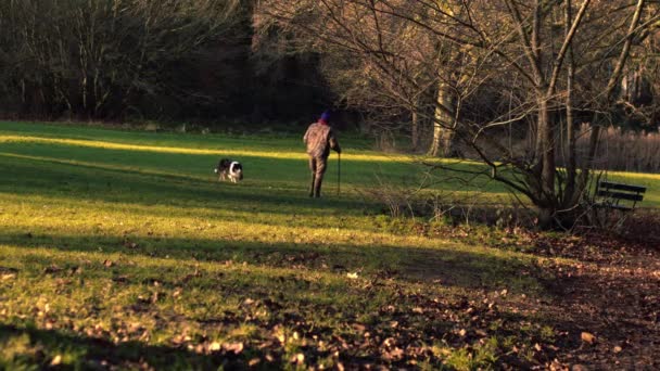 Man Dog Autumn Parkland Scene Wide Shot Selective Focus — Video