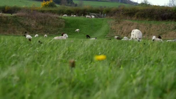 Yeşil Otlaklardaki Koyun Sürüsü Orman Genelinde Alçak Dolly Seçici Odak — Stok video