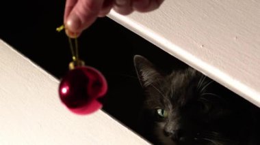  Playful cat plays with Christmas bauble close up 4k shot selective focus