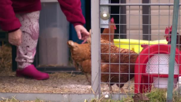Woman Tending Hens Coup Medium Slow Motion Zoom Shot Selective — Vídeo de Stock