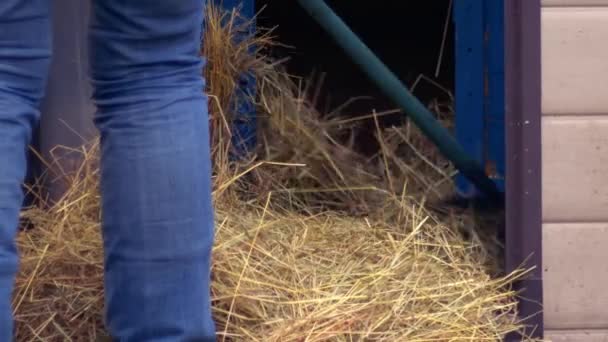 Farmer Rakes Out Chicken Coup Bedding Medium Zoom Shot Slow — Stockvideo