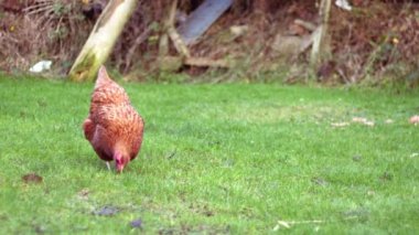 Free range hen in farmyard pecking for food wide slow motion zoom shot selective focus