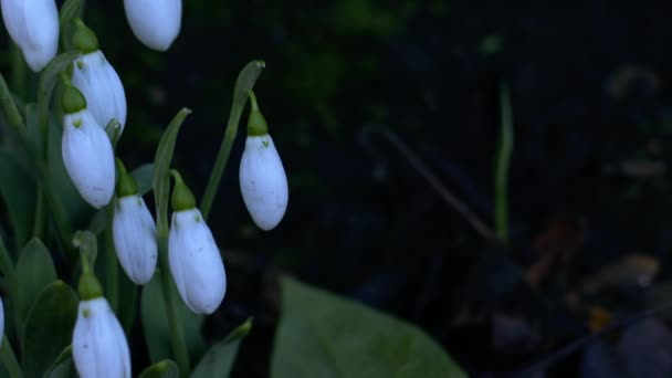 Snowdrop Flowers Blossoming Winter Close Zoom Shot Selective Focus — Stockvideo
