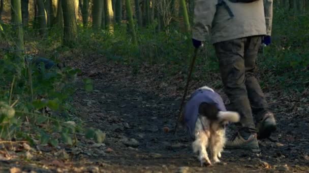 冬の森の中で男と犬のハイキングワイドスローモーションズームショット選択的フォーカス — ストック動画