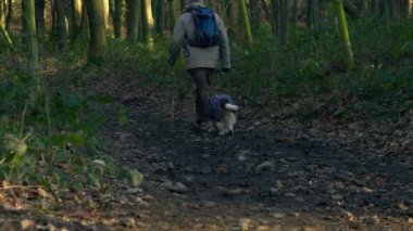 Man and dogs hiking in winter forest wide slow motion 4k shot selective focus