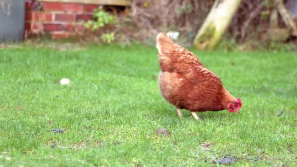 Free Range Hen Farmyard Pecking Food Wide Slow Motion Zoom — Stok Video