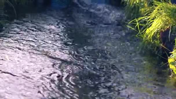 Natural Stream Shallow Water Mud Shot Medium Zoom Selective Focus — Stock Video