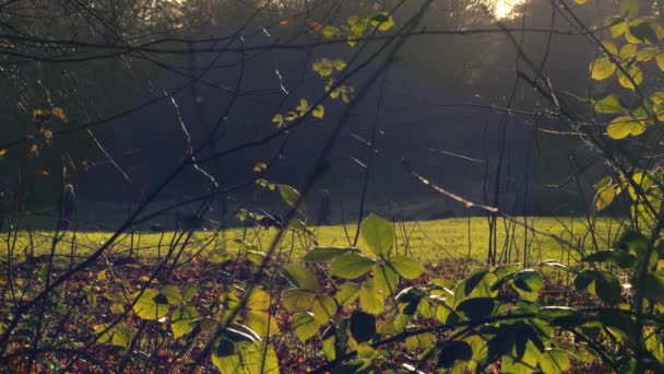 Man Dog Autumn Parkland Scene Wide Shot Selective Focus — Stockvideo