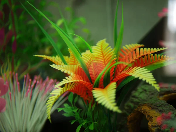 Colorful plant in an aquarium close up shot selective focus