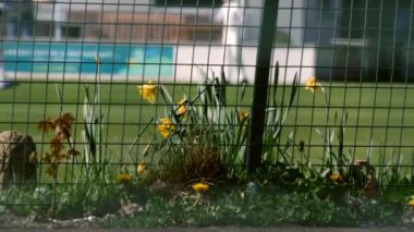 Spring daffodils with game of sports cricket in background medium shot selective focus