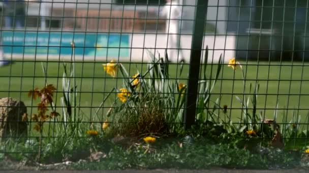 Весняні Нарциси Грою Спортивного Крикету Фоновому Середовищі Вибірковий Фокус — стокове відео