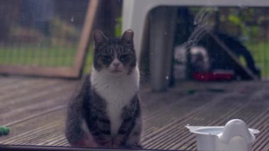 Lonely cat looks inside from window to come inside medium zoom shot slow motion selective focus
