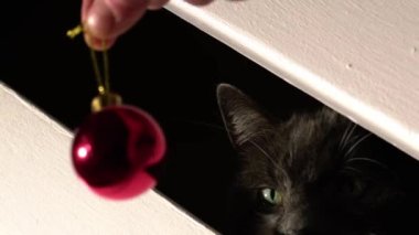  Playful cat plays with Christmas bauble close up zoom shot selective focus