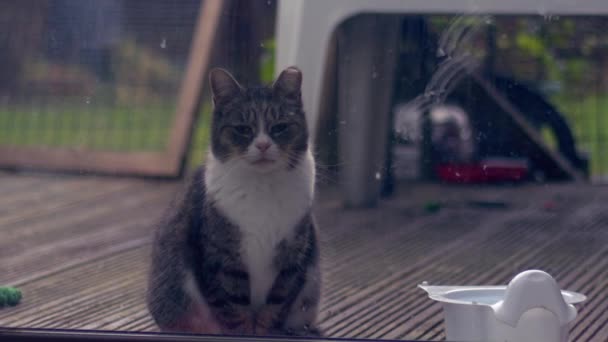 Lonely Cat Looks Window Come Medium Zoom Shot Slow Motion — Stock Video