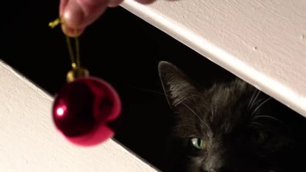 Playful Cat Plays Christmas Bauble Close Zoom Shot Selective Focus — Wideo stockowe