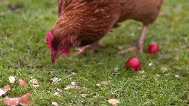 Free Range Hen Farmyard Pecking Food Slow Motion Shot Selective — Vídeo de Stock