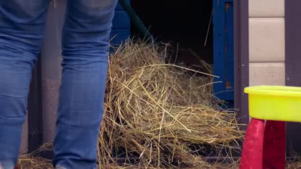 Farmer Rakes Out Chicken Coup Bedding Medium Zoom Shot Slow — Stockvideo