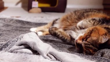 Cozy calico cat relaxing on a rug medium overhead shot slow motion zoom shot selective focus 