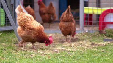 Free range hen in farmyard foraging for food slow motion zoom shot selective focus