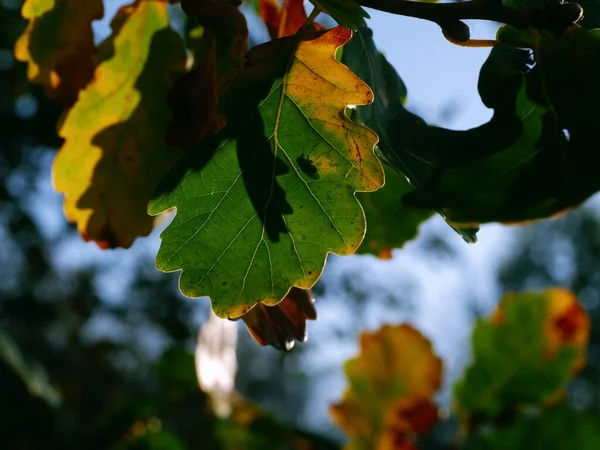 Oak leaves changing color cold winter day medium shot selective focus