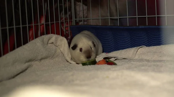 Guinea pig pet with food in a cage medium shot selective focus