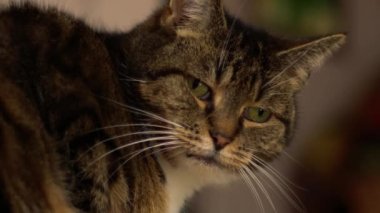 Calico colored cat looks at the camera close up shot slow motion 4k shot selective focus 