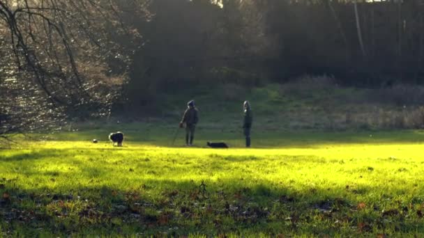 Dog Walking Autumn Parkland Scene Wide Shot Selective Focus — Wideo stockowe