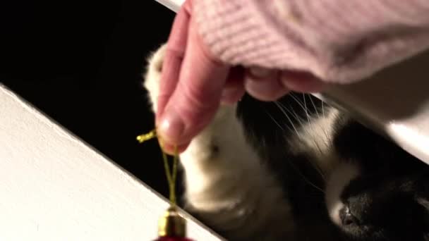 Playful Cat Plays Christmas Bauble Close Zoom Shot Selective Focus — Stock videók