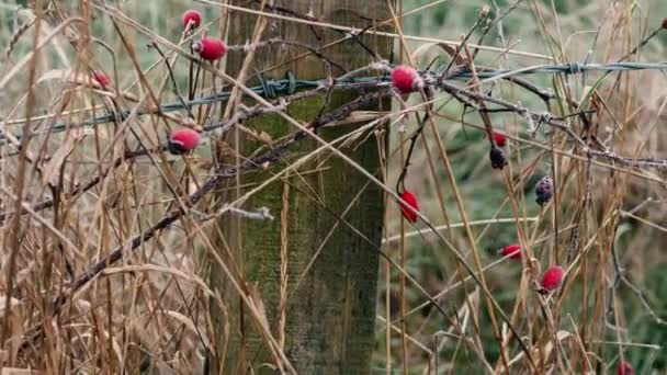 赤いサンザシベリーブッシュは霜の多い冬の日に有刺鉄線フェンスで成長します中パンニングショット選択的フォーカス — ストック動画
