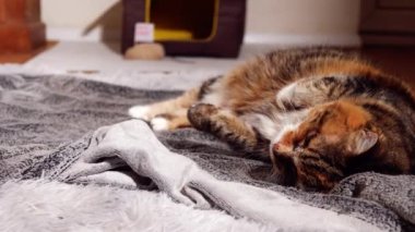 Cozy calico cat relaxing on a rug medium overhead shot slow motion 4k shot selective focus 