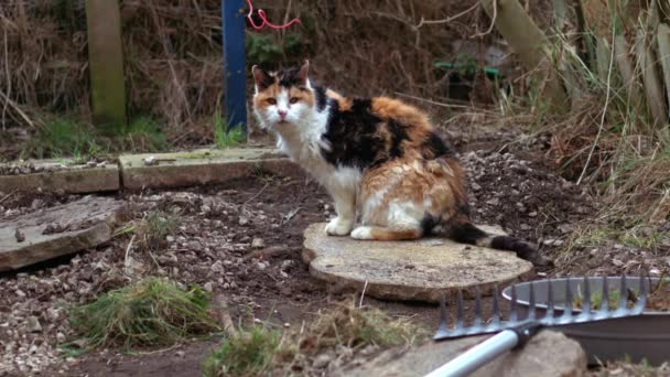 Elderly Cat Sits Garden Medium Shot Selective Focus — Αρχείο Βίντεο