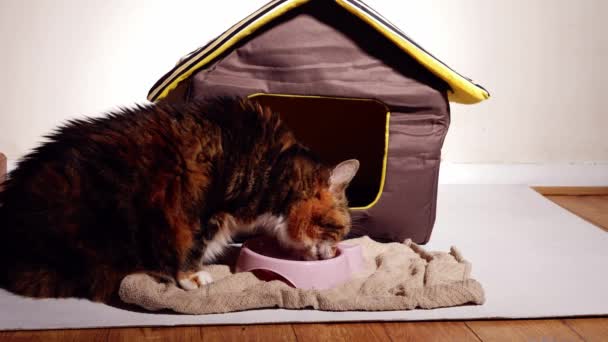 Mascota Gato Comer Comida Frente Gato Casa Medio Disparo Cámara — Vídeos de Stock