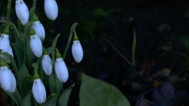 Λουλούδια Snowdrop Ανθίζουν Χειμώνα Κοντά Πυροβόλησε Επιλεκτική Εστίαση — Αρχείο Βίντεο