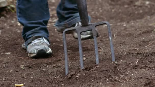 成長中の植物のためのフォークで土壌を準備する庭師中スローモーションショット選択的フォーカス — ストック動画