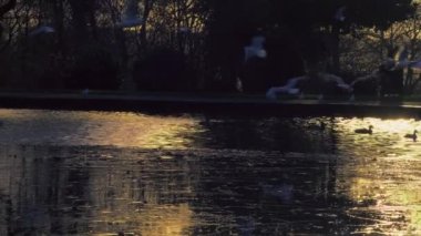 Ördekler altın gün batımı gölünde yüzerler. Geniş zoom, yavaş çekim seçici odak noktası.