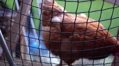 Çiftlik çitlerinin arkasında serbest çiftlik tavuğu yavaş çekim zoom yakın çekim seçici odak