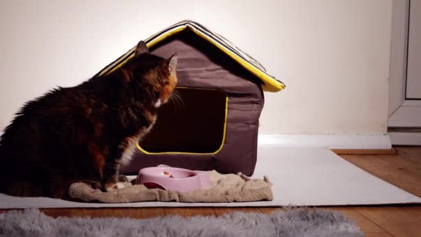 Кіт Їсть Їжу Перед Котячим Будинком Середній Постріл Повільний Рух — стокове відео