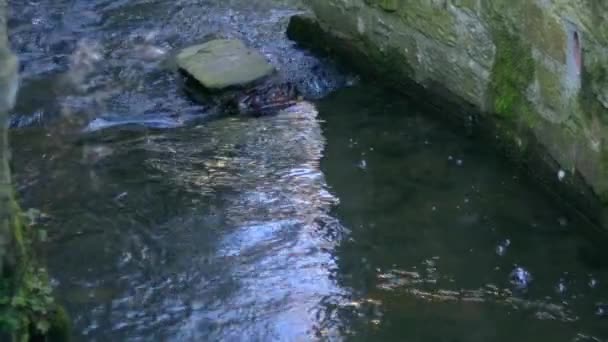 Потік Води Тече Каменях Середній Масштабний Знімок Вибірковий Фокус — стокове відео