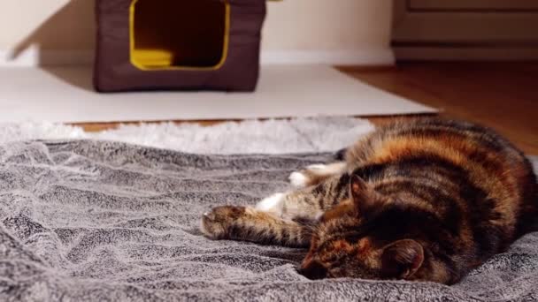 Cozy Calico Cat Relaxing Rug Medium Overhead Shot Slow Motion — Vídeos de Stock