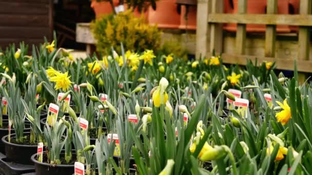 Daffodils Νάρκισσος Φυτά Που Αναπτύσσονται Στο Κέντρο Του Κήπου Μέσο — Αρχείο Βίντεο