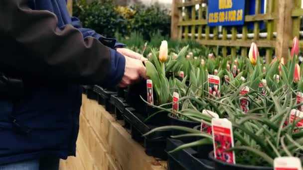 Shopper Centro Jardim Olhando Para Plantas Tulipa Média Tiro Foco — Vídeo de Stock