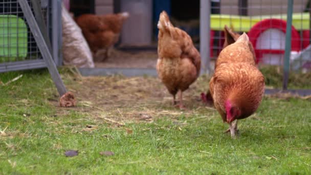 Свободный Диапазон Курицы Сельском Хозяйстве Кормления Пищевой Замедленной Съемки Выстрел — стоковое видео
